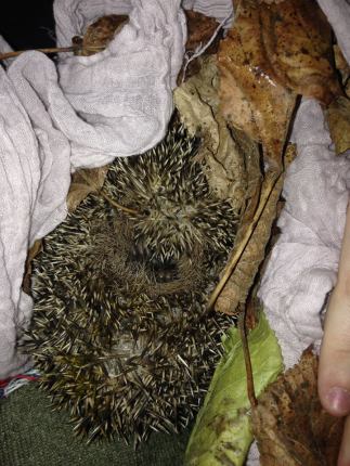 12313942_10156290121375788_7631843239355132927_n