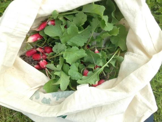 13339683_10156975095785788_6063648204452097989_n