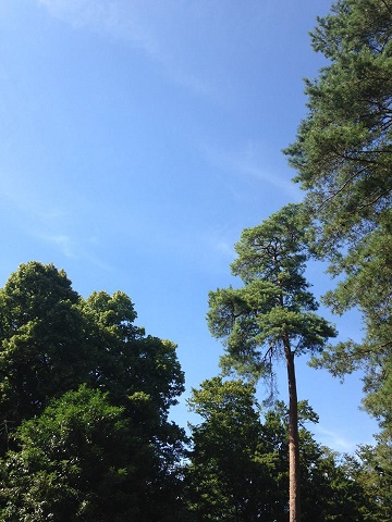 13600135_10157149764680788_4067978147947481617_n