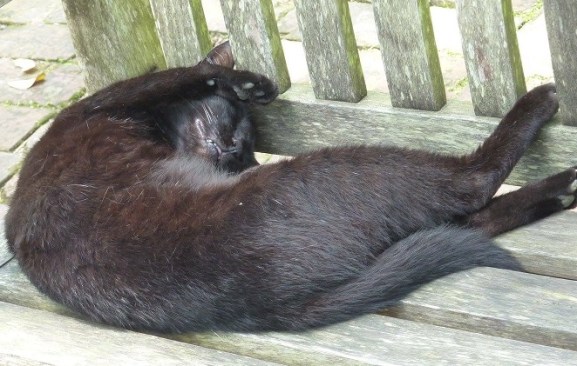 13735684_10157219902010788_153384588732075520_o