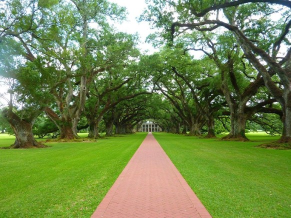 Oak_Alley_2